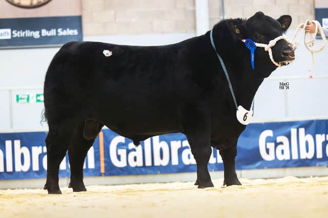 Second placed bull Crew Diablo ET Y242 sold at 8,000gns for Samantha Allen and Allen Shortt, Strabane. Picture: MacGregor Photography 