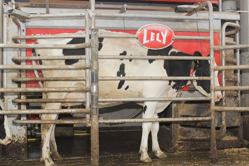 One of the largest automated farms, Grove Dairy is home to 14 Lely Astronaut robots. Picture: Julie Hazelton