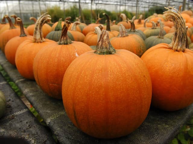 The pumpkins you buy in supermarkets are grown specifically for ease of carving and not for their taste. A proper culinary pumpkin has dense, sweet flesh and are grown for taste. Picture: Bruce Rollinson