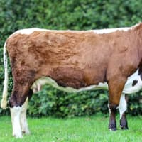 Lisnolan George is king of the sale and fetches new Irish Moiled breed record