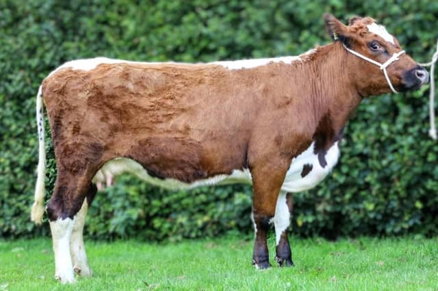 Beauty Hill Miltown from Brian O'Kane (NI) made £2,050