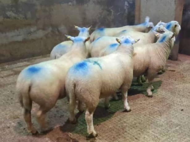 At the sheep sale held at Downpatrick Mart on Saturday 17th June 2023, a Castlewellan farmer presented lot 24,  Texel cross fat lambs at 24.70kg which sold for £148.50