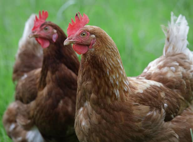 Mandatory housing measures for all kept birds and poultry are to come into force across Northern Ireland (NI) from midday on 28 November in a bid to combat the growing threat of avian flu