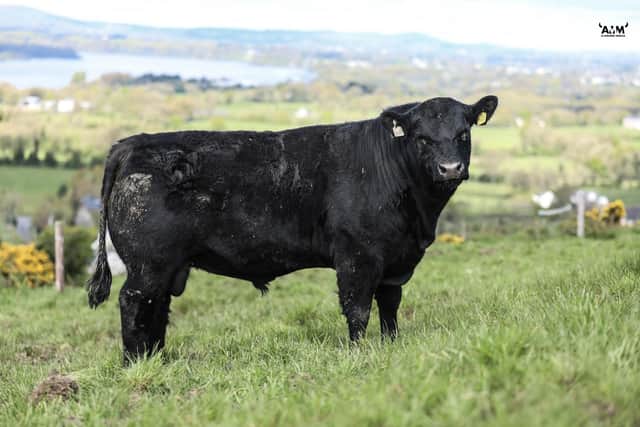 One of the young pedigree Lisduff bulls, entered for the May 10th sale. (Pic: A Moore Media)