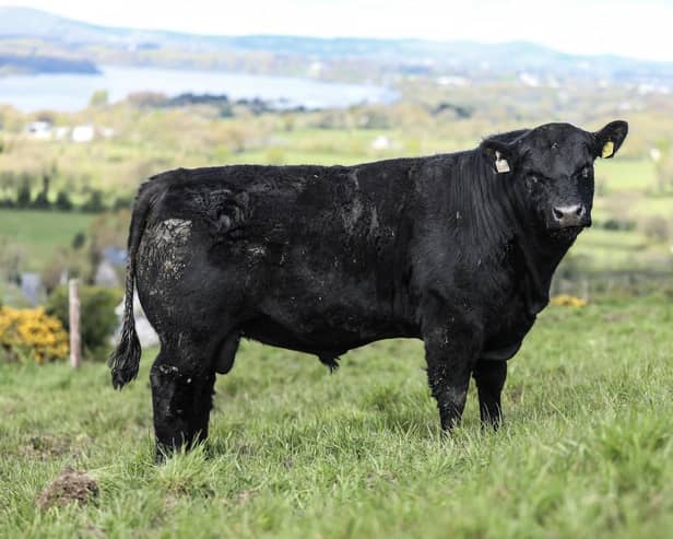 One of the young pedigree Lisduff bulls, entered for the May 10th sale. (Pic: A Moore Media)