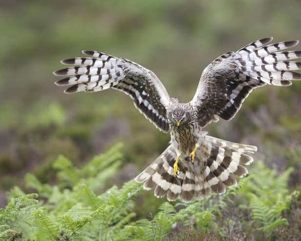 A Hen Harrier female in flight approaching a nest with prey in Sutherland, Scotland. Picture: RSPB