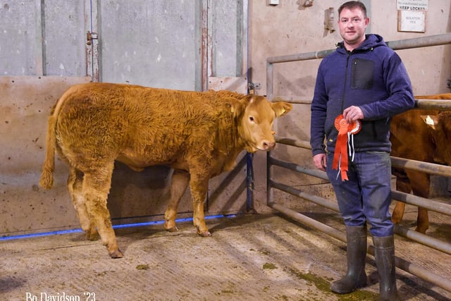Hilltown: Michael Crilly’s 392kgs champion heifer sold for £1,390 at the Limousin suckled calf sale. Pic: Bo Davidson
