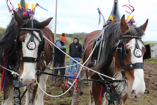 Pictured at the Ballycastle St Patrick's Day Ploughing Match, the oldest horse ploughing match held in Ireland. (PICTURE KEVIN MCAULEY/MCAULEY MULTIMEDIA)