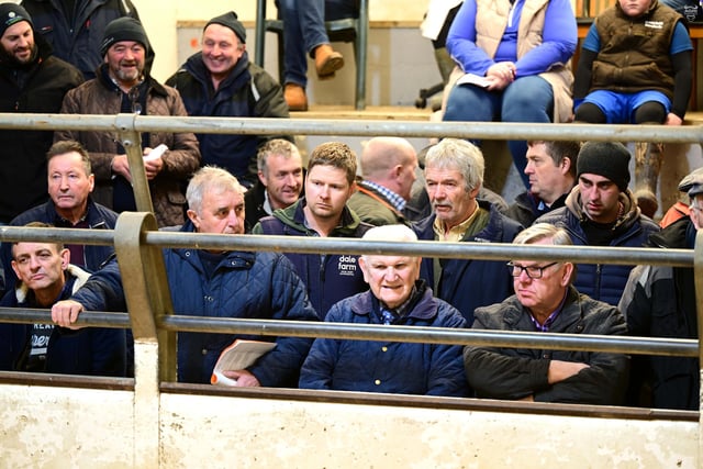 Buyers around the salering at the Native Breeds show and sale, held at Dungannon Farmers’ Mart. Picture: Kathryn Shaw, Agri-Images