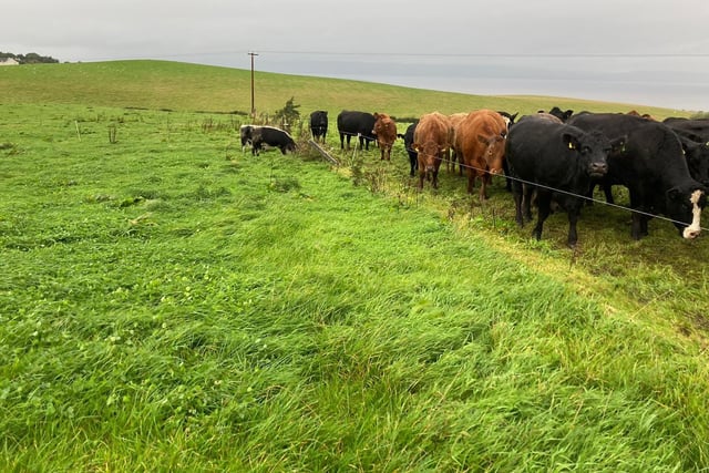 The farm has ultra-high density rotational grazing with electric fencing