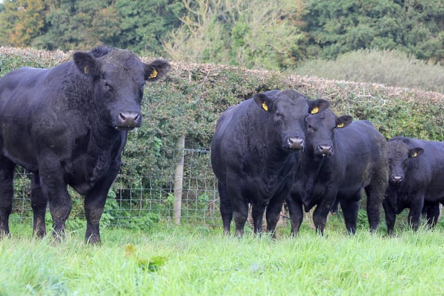 Established over forty years ago the Kiltariff prefix is one of Northern Ireland’s most highly regarded and prolific Aberdeen-Angus herds.