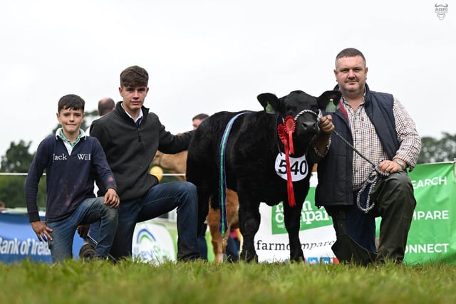 The reserve commercial champion at the NI Limousin Club’s National Show was Sassy, a heifer calf owned by Ivan Lynn and Sons, Armoy. Picture: Kathryn Shaw, Agri-Images