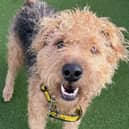 Two-year-old Lakeland Terrier and Jack Russell Terrier cross Smudge is looking for patient and understanding adopters who can help him build confidence and settle into a loving home.
