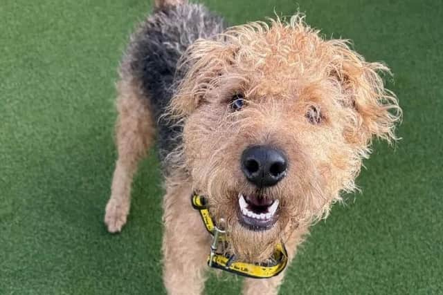 Two-year-old Lakeland Terrier and Jack Russell Terrier cross Smudge is looking for patient and understanding adopters who can help him build confidence and settle into a loving home.