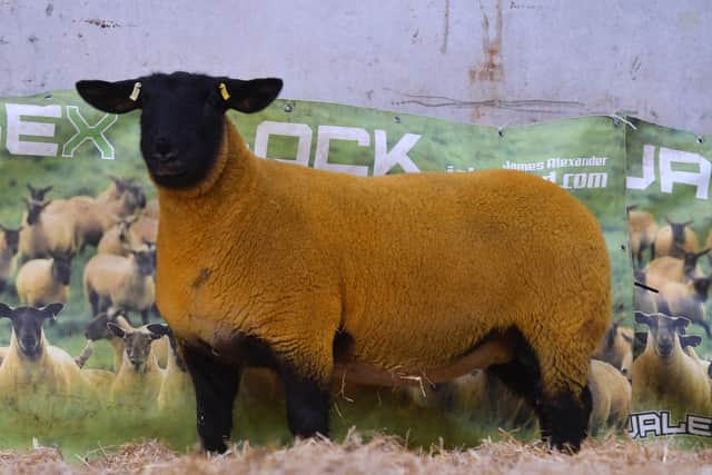 Lot 49 at this weekend's online sale of in lamb gimmers for James Alexander. The sale features a number of handpicked females from his award winning Jalex flock, and is run solely on marteye.ie