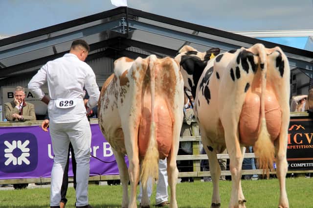 Judging of the third calver class underway at the 154th Balmoral Show. Picture: Julie Hazelton