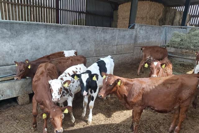 Not only are calves healthier on the Bonanza feeding system but there are labour savings too.