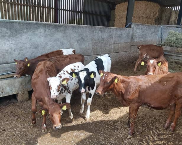 Not only are calves healthier on the Bonanza feeding system but there are labour savings too.
