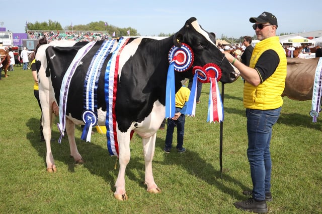 The 2023 Balmoral Show Dairy Interbreed Champion of Champions.