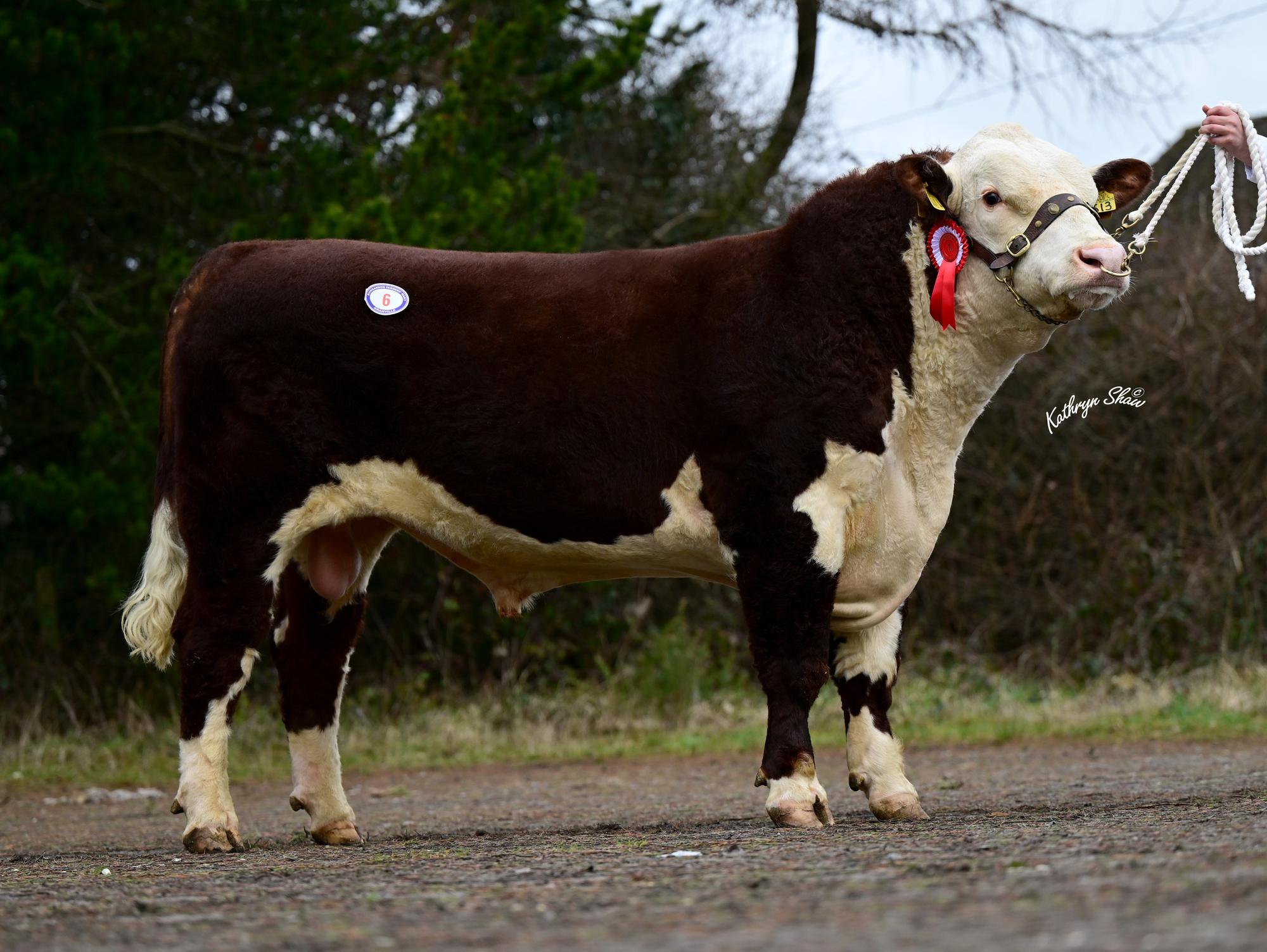 Fantastic trade for Hereford bulls at Premier Sale