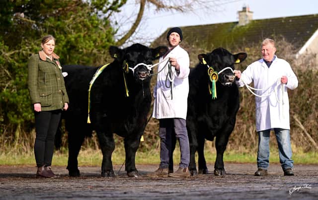 Judge Emma Hodge, Scotland, congratulates Fintan Keown and Freddie Davidson on winning the supreme and reserve Aberdeen Angus championships at the native breeds show and sale, Dungannon. Picture: Kathryn Shaw, Agri-Images