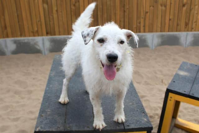 Archie is a fantastic two-year-old Terrier crossbreed looking for his forever home.