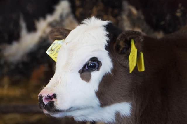 A calf at Bronagh O'Kane's outside Cookstown. (Pic: UTV)