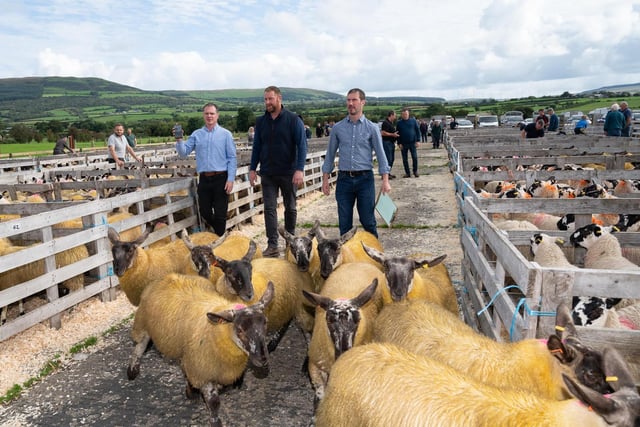 Robert Gourley, Alwyn McFarland, judge, and Alex Gourley at the Alexander Gourley open air sheep show and sale at Aghanloo on Tuesday morning. Photo Clive Wasson
