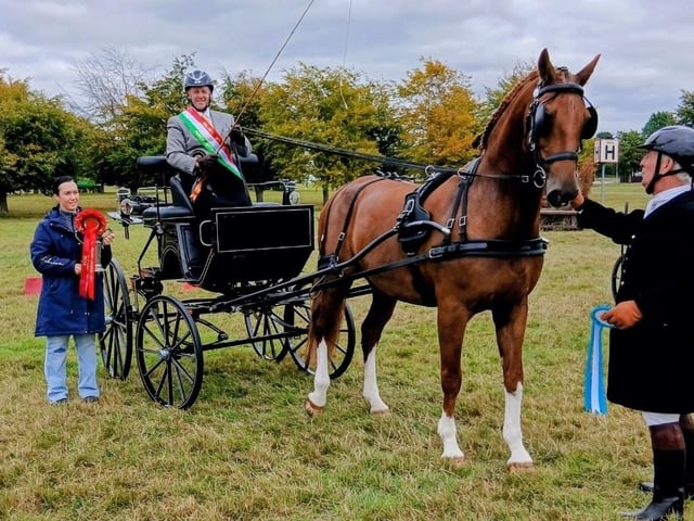Jeffrey Lyons Open Horse Champion