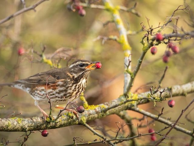 Redwing Turdus iliacus, individual perched feeding on berries, Northamptonshire