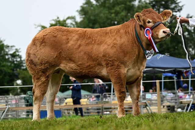 Deerpark Shakira bred by Conor and Ryan Mulholland, was  interbreed beef heifer derby champion and reserve senior Limousin champion at the Randox Antrim Show. Picture: Kathryn Shaw, Agri-Images