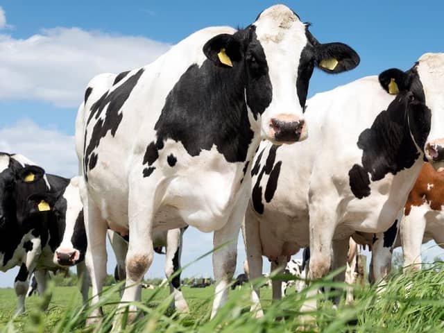 ANIMAX has developed new bolus technology for larger cattle