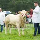 Moneyscalp Theo, Reserve Calf Champion with Gary and Gerard McClelland. Pic: Blonde club