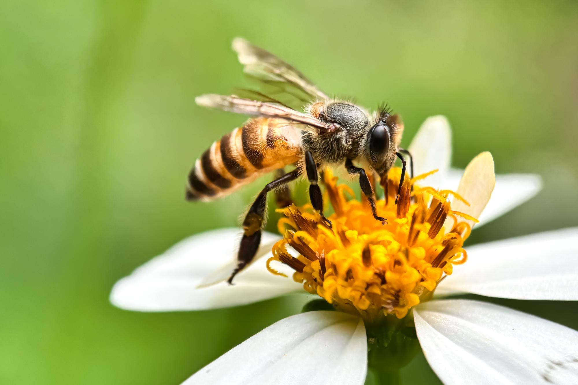 ‘World Bee Day’ marked