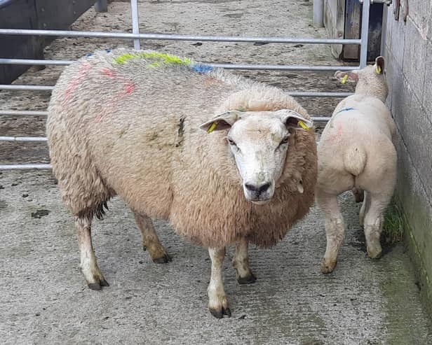 At the sheep sale held at Downpatrick Mart on Saturday 11th May 2024, Downpatrick farmer topped the ewe and single lamb category with lot 107, a Texel ewe and lamb at £220. Picture: Downpatrick Mart