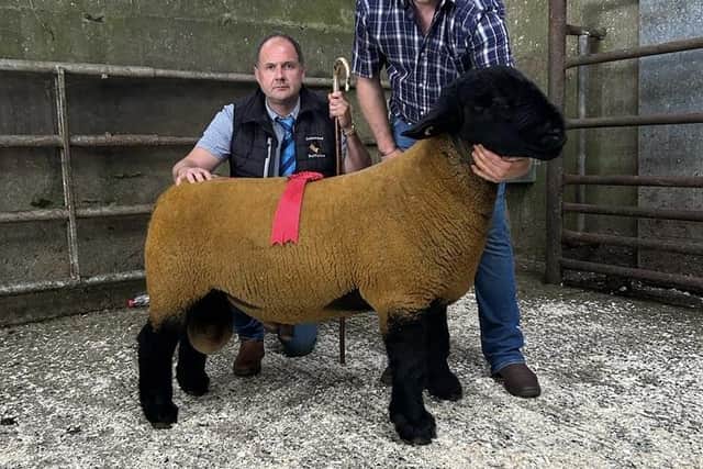 1st Prize Shearling Ram from Norman Robinson selling for 750gns. Pic: Suffolk Club