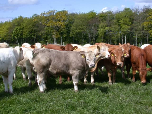 Beef cattle at grass.