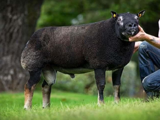 Brougher Cruiser purchased for 7000gns at Carlisle has two daughters in the sale.