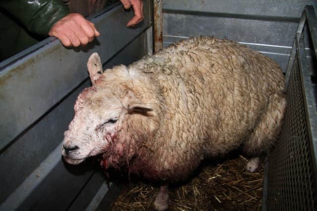 This sheep was attacked on a UK farm.