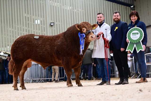 Reserve junior and reserve supreme champion Birchwood Turbo realised 5,000gns for McGurk Bros, Cookstown. Included are Marty McGurk; judge Matthew Jordan, and sponsor Diane Henry, Countryside Services. Picture: Alfie Shaw, Agri-Images. 