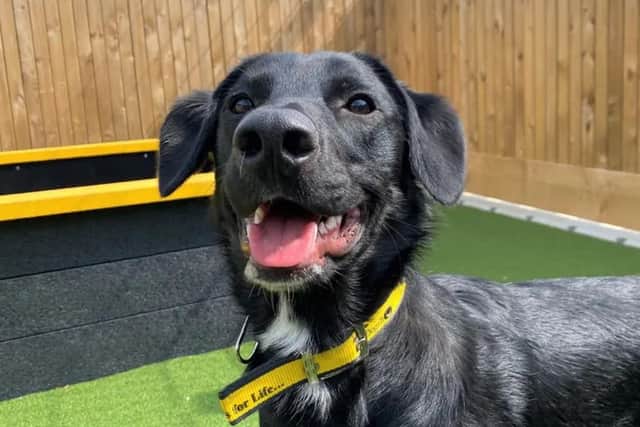 Fergal is a brilliant young Labrador/Collie crossbreed who is under one year old. (Pic: Dogs Trust)