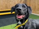 Fergal is a brilliant young Labrador/Collie crossbreed who is under one year old. (Pic: Dogs Trust)
