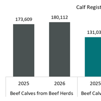 Beef-sired calves drive growth in NI calf registrations