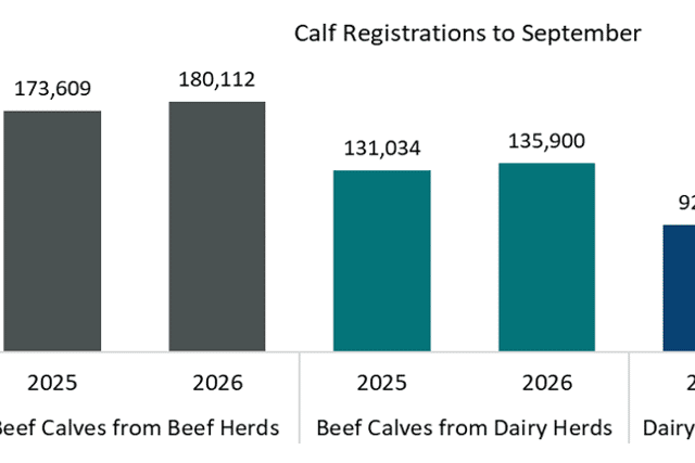 Calf registrations to September 2025 and 2026