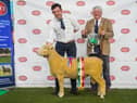 Best Poll Ram Lamb and Champion Male from Ben Lamb.