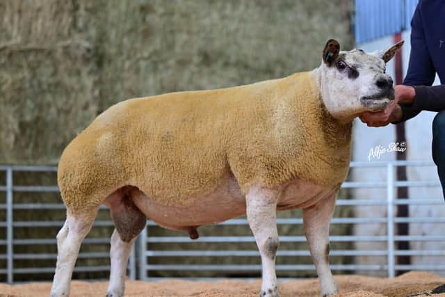Ardstewart Beltex Set for on farm sale in Donegal