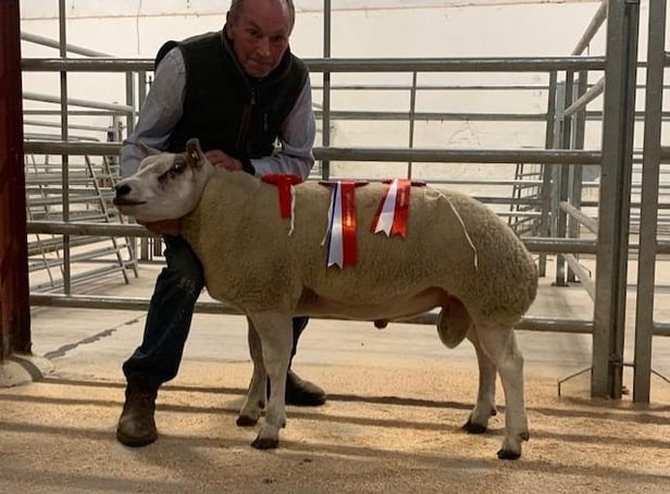 Sean Daly with his shearling ram who was the Overall Champion at the second Omagh Show and Sale and sold to the top price of 1000gns.