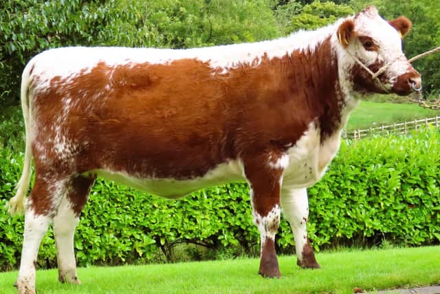 Curraghnakeely Cherry 0606 from N and M Moilies sold for £2,800. Picture: Submitted