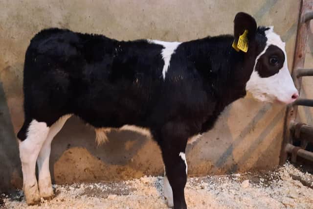 Drop calf sale at Downpatrick on Saturday 18th March 2023 - Top price on the day was lot 627 Aberdeen Angus bull calf at 80kg which sold to £350 for Vianstown farmer.