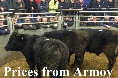 Armoy Mart